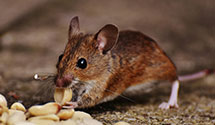 24 Hour & Emergency Exterminators in South Bloomingville, OH